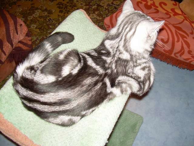 Вязка британских кошек Вязка британских кошек