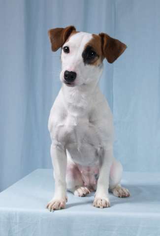 Щенки Джек Рассел терьера (Jack Russell Terrier) г.Тольятти Щенки Джек Рассел терьера (Jack Russell Terrier) г.Тольятти