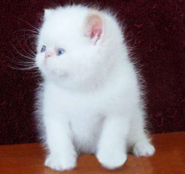 Американские короткошерстные котята. Американские короткошерстные котята.