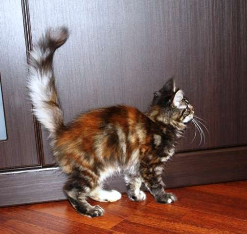 котята мейн куна котята мейн куна
