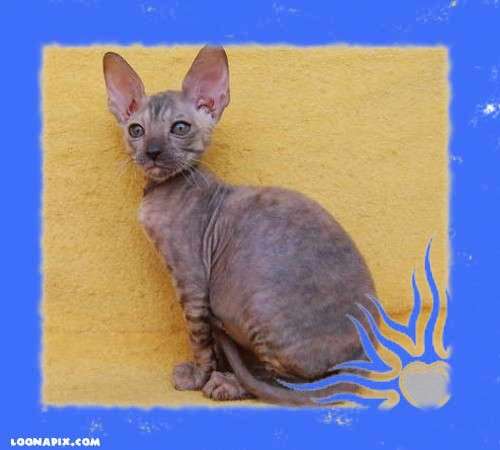 Корниш рекс - кудрявая кошечка 5000 руб. Корниш рекс - кудрявая кошечка 5000 руб.