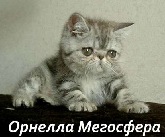 Экзотическая плюшевая кошечка Экзотическая плюшевая кошечка