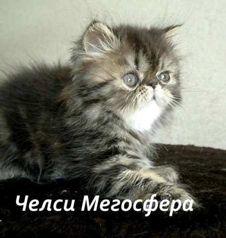 Персидская кошечка Персидская кошечка
