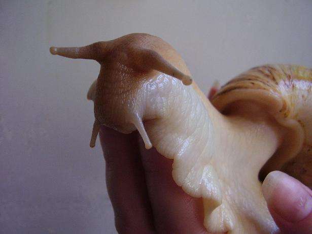 Гигантская улитка ахатина ретикулята (Achatina reticulata) Гигантская улитка ахатина ретикулята (Achatina reticulata)