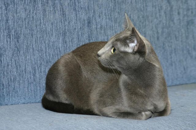Чудесные котята русской голубой кошки! Чудесные котята русской голубой кошки!