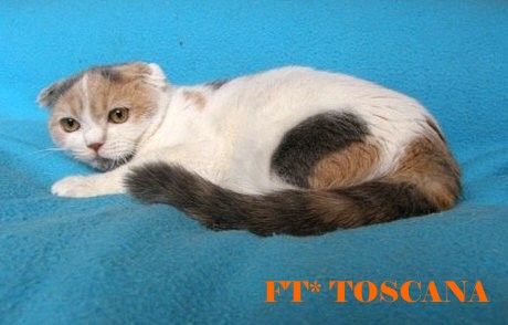БРИТАНСКИЕ и ШОТЛАНДСКИЕ ВИСЛОУХИЕ котята. АМЕРИКАНСКИЕ ЭКЗОТЫ. БРИТАНСКИЕ и ШОТЛАНДСКИЕ ВИСЛОУХИЕ котята. АМЕРИКАНСКИЕ ЭКЗОТЫ.