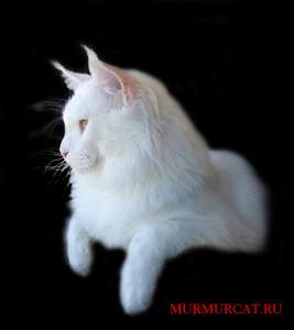 Мейн-кун (мэйн кун) котята Мейн-кун (мэйн кун) котята