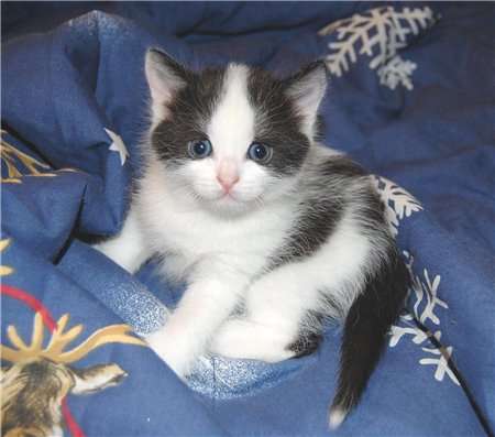 Малышка-котенка в дар, 1 мес. Малышка-котенка в дар, 1 мес.