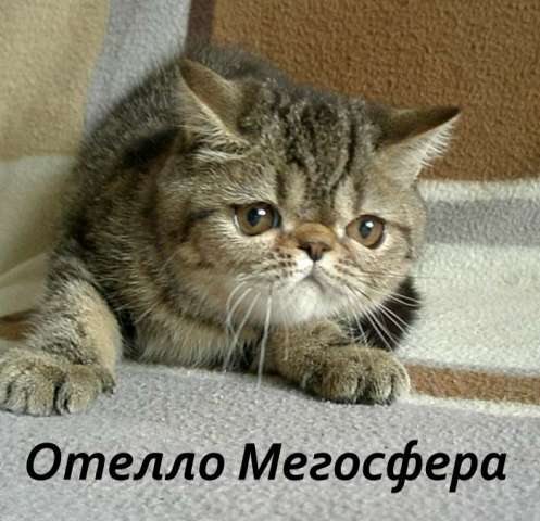 Экзотический котик Отелло Экзотический котик Отелло