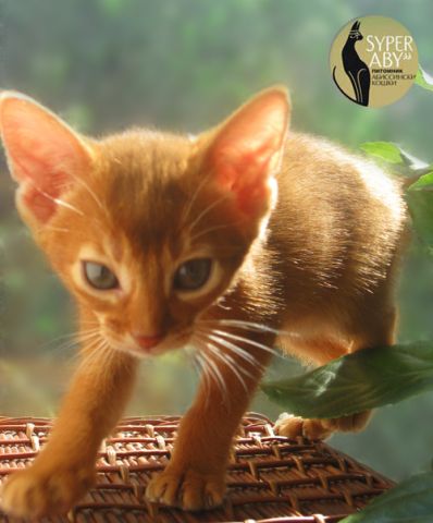 Питомник абиссинских кошек Super-Aby Питомник абиссинских кошек Super-Aby