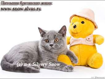 Только голубые британские котята. Питомник Silvery Snow Только голубые британские котята. Питомник Silvery Snow