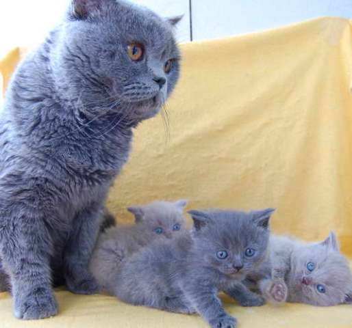 Британские котята 3000 руб. Британские котята 3000 руб.