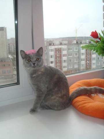 Шотландская кошечка Шотландская кошечка