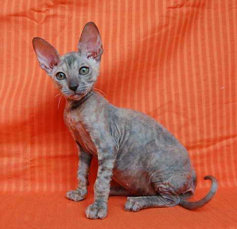 Корниш рекс - кудрявая кошечка (3 мес.) 5000 руб. Корниш рекс - кудрявая кошечка (3 мес.) 5000 руб.