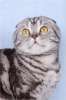 Шотландский вислоухий кот чёрный мрамор на серебре