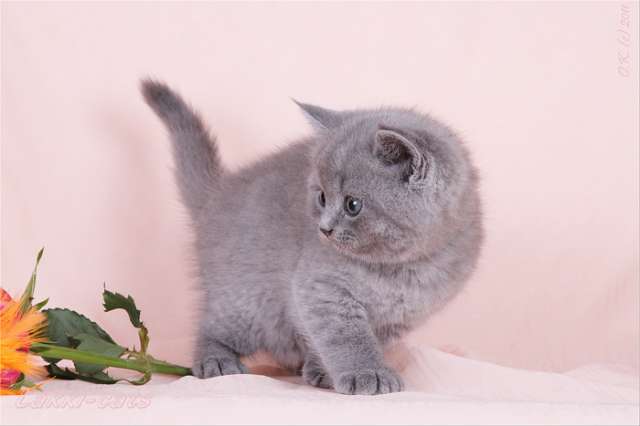 БРИТАНСКИЕ КОТЯТА. БРИТАНСКИЕ КОТЯТА.