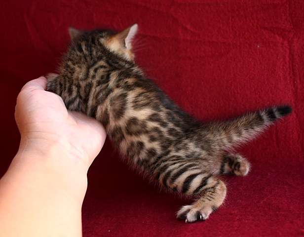 бенгальские котята бенгальские котята