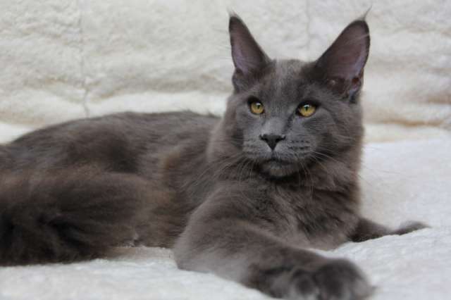 Мейн-кун котенок Мейн-кун котенок