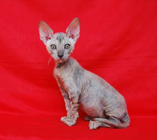 Корниш рекс - кудрявая кошечка (3 мес.) 5000 руб. Корниш рекс - кудрявая кошечка (3 мес.) 5000 руб.