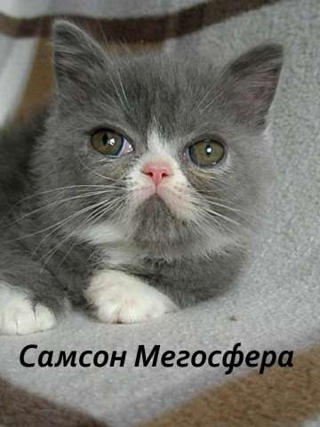 Экзотический плюшевый котик Экзотический плюшевый котик
