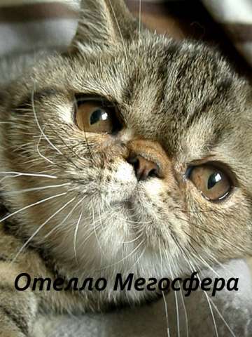 Экзотический котик Отелло Экзотический котик Отелло