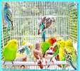 Волнистые попугайчики птенцы, редких окрасов: арлекины, радужные, лютино, расписные, корица, пёстрые