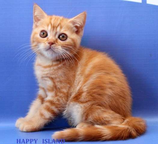 Красный мраморный шотландский котик Красный мраморный шотландский котик