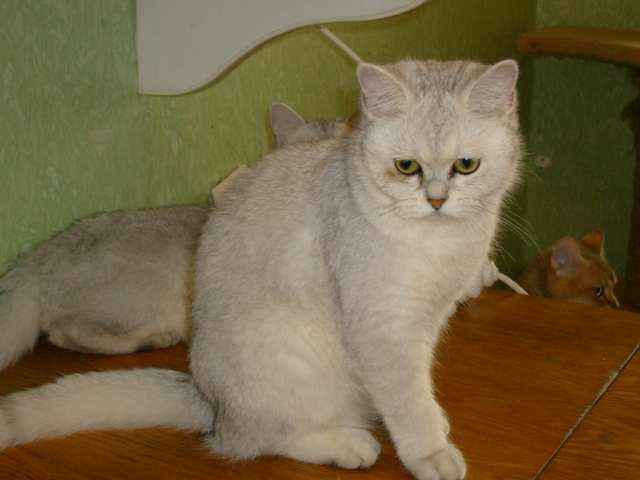 Британская шиншила Британская шиншила