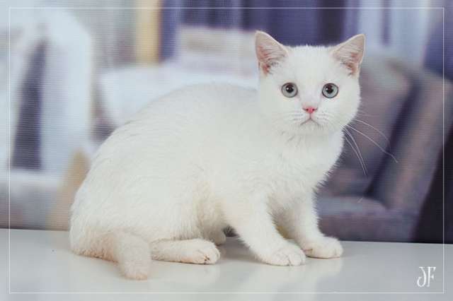 Британский котик Кристофер Британский котик Кристофер