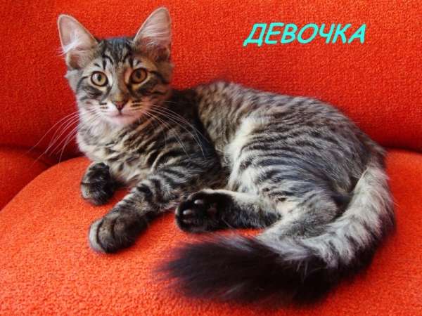 Полусибирские котята - отдаем в надежные руки Полусибирские котята - отдаем в надежные руки