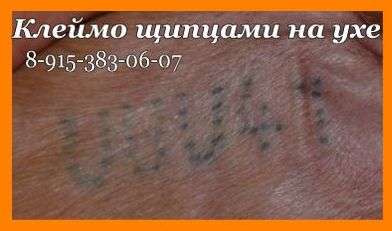 КЛЕЙМО Д/СОБАК. Клеймение щенков. КЛЕЙМО Д/СОБАК. Клеймение щенков.