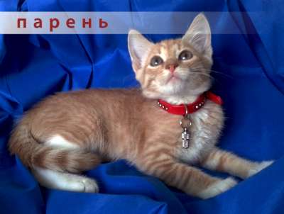 Котенок ищет дом