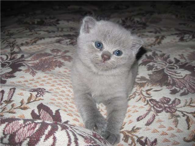 Шотландские вислоухие котята Шотландские вислоухие котята
