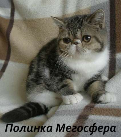 Экзотическая кошечка Экзотическая кошечка