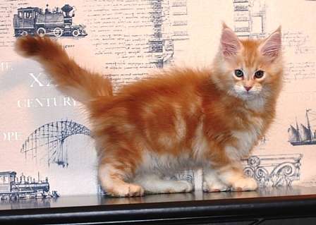 котята мейн куна котята мейн куна