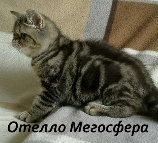 Мраморный экзотический котик Мраморный экзотический котик