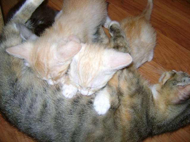 Персиковый и рыжий котёнок 2-мес Персиковый и рыжий котёнок 2-мес