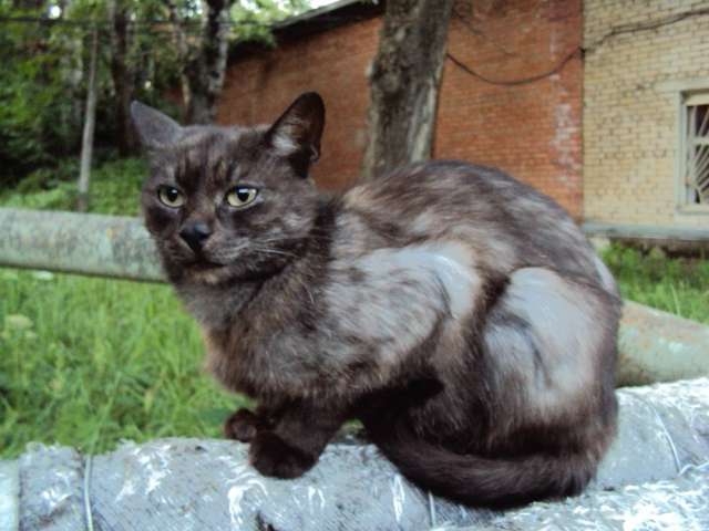 Кошечка Багира в добрые ручки Кошечка Багира в добрые ручки