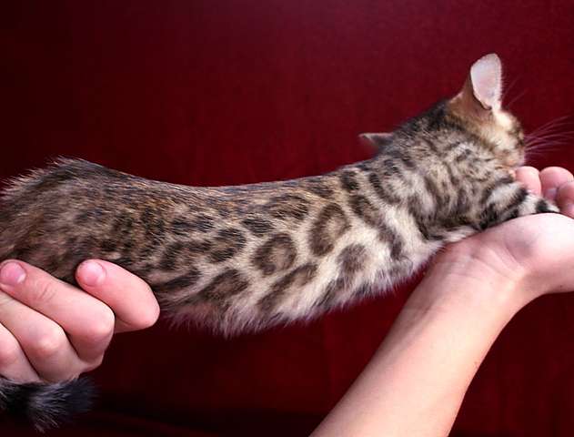 бенгальские котята бенгальские котята