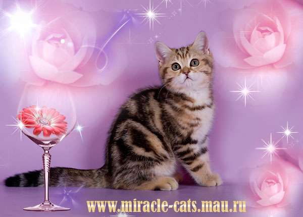 Британские котята рисунчатых редких окрасов - роскошное украшение дома ! Британские котята рисунчатых редких окрасов - роскошное украшение дома !