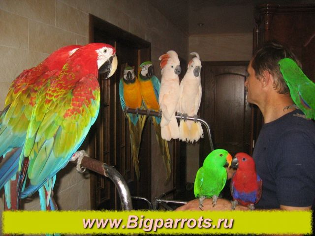Продажа больших попугаев Продажа больших попугаев