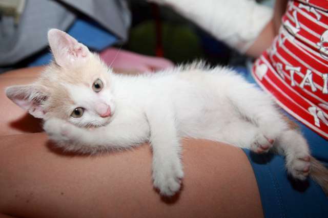 Отдам в дар котят Отдам в дар котят