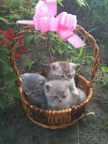 Британские котята Британские котята
