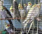 Кореллы - Нимфы . птенцы , взрослая птица. попугай способный к разговору и общению. Кореллы - Нимфы . птенцы , взрослая птица. попугай способный к разговору и общению.