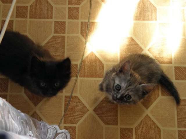 Чудесные котята в дар Чудесные котята в дар