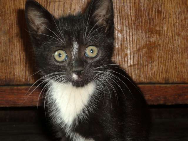 Ищем дом смешным котяткам (2 мес.) Ищем дом смешным котяткам (2 мес.)