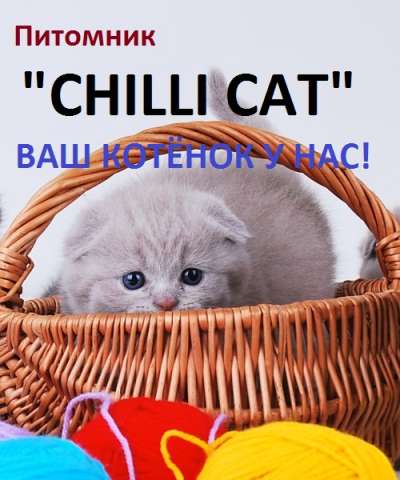ПИТОМНИК ШОТЛАНДСКИХ И БЕНГАЛЬСКИХ КОШЕК ЧИЛЛИ КЭТ - Chilli Cat ПИТОМНИК ШОТЛАНДСКИХ И БЕНГАЛЬСКИХ КОШЕК ЧИЛЛИ КЭТ - Chilli Cat