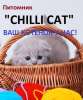 ПИТОМНИК ШОТЛАНДСКИХ И БЕНГАЛЬСКИХ КОШЕК ЧИЛЛИ КЭТ - Chilli Cat