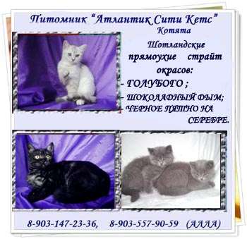 Котята шотландские Прямоухие страйт. Котята шотландские Прямоухие страйт.