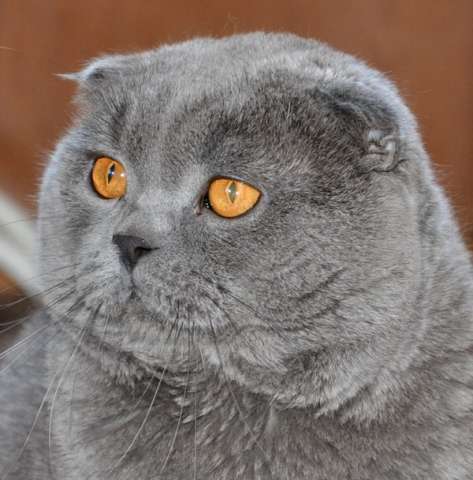 Шотландский котик- вязка Шотландский котик- вязка